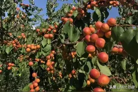 7月成熟卖不动，果农懒得采摘，如今挂成果干，一斤30元图片