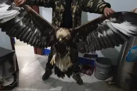 白城市森林公安局打击破坏森林和野生动物资源违法犯罪专项行动初见成效图片