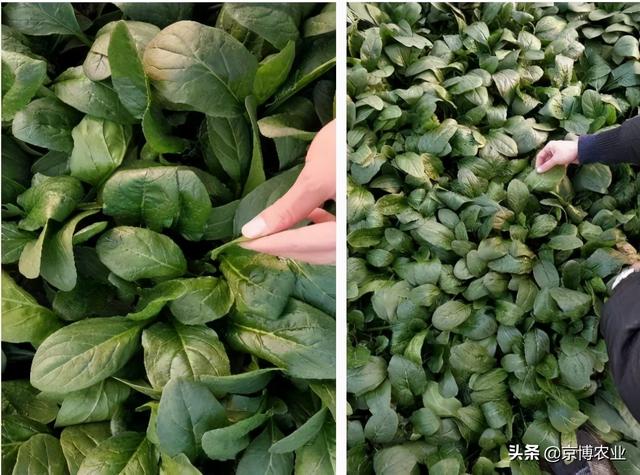 根系养的好，高产跑不了！生根养根，一步解决