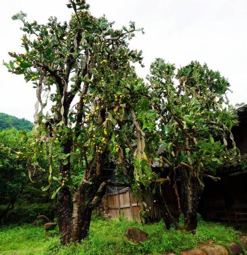鱼鳞痣开花图片