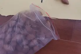 橄榄核（富甲天下）图片