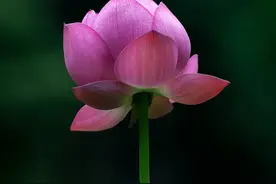 出马前的梦境你们有吗？图片