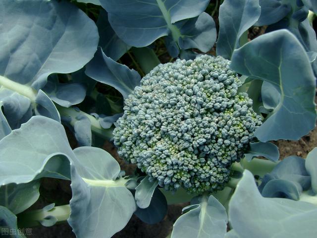 西兰花种植方法（西兰花种植时间和方法）
