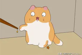 猫的4个猫爪用途不同？如何有效保持猫爪健康图片