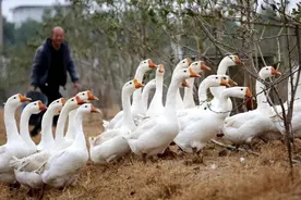 山东德州前首富张洪波受审，资产一度达170亿图片
