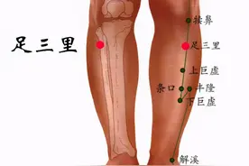 四大强壮要穴之足三里图片