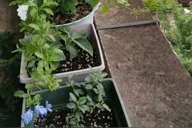 可操作性极强，成功率极高的扦插法图片