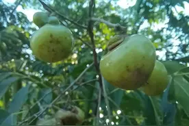 自然不一样之（二）无患子树图片