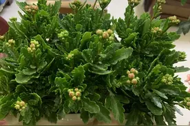 长寿花盛花时却倒伏了？做好这4点，花枝坚挺，花量再大都不怕图片