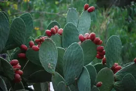 同样是血肉之躯，直接嚼全是刺的仙人掌，骆驼真的不痛吗？图片