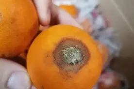 淘宝特价版真恶心！买的橙子图片