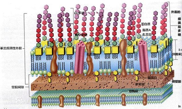 新型冠状病毒78：肽桥，m-DAP（内消旋二氨基庚二酸），干重