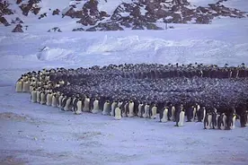 “一夫一妻制”帝企鹅为什么会不记得丈夫的模样，认错了怎么办？图片