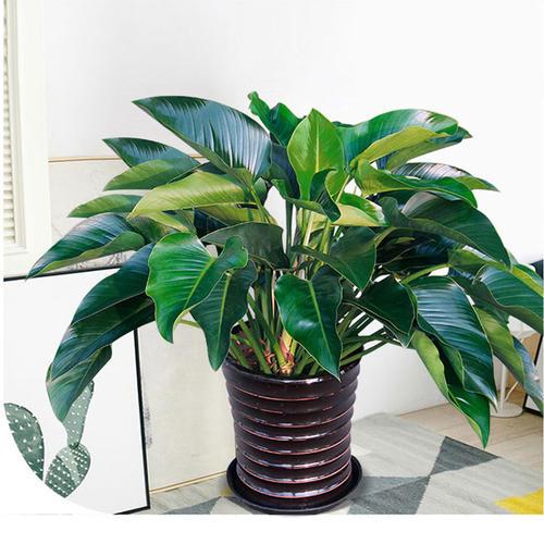 大叶金钻,观叶植物界的一姐,叶片就是大气有魅力