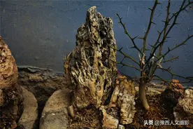 山村大叔从河滩捡奇石28年，院中掩土藏起来，因伤心儿子不出山图片