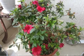 庚子四月初五，来阳台上看看杜鹃花、石竹和长寿花图片