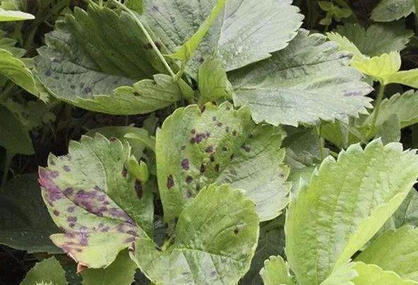 铜制剂用错要出大事！这些注意事项一定要看清楚了