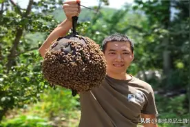 蜜蜂为什么要不断扇风？从中蜂与意蜂的扇风区别，浅谈蜂群度夏图片
