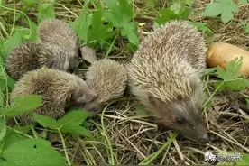 刺猬一家“迷路”，被汉中一户人家收留图片