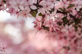 春暖花开，我心向阳图片