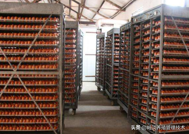 鸡常用的蛋白质饲料有哪些？