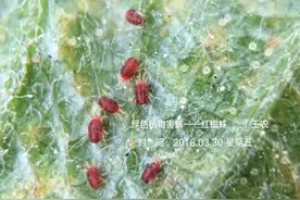 苹果树螨害防控莫放松，内防扩散早发现图片