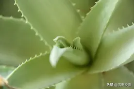 库拉索芦荟图片