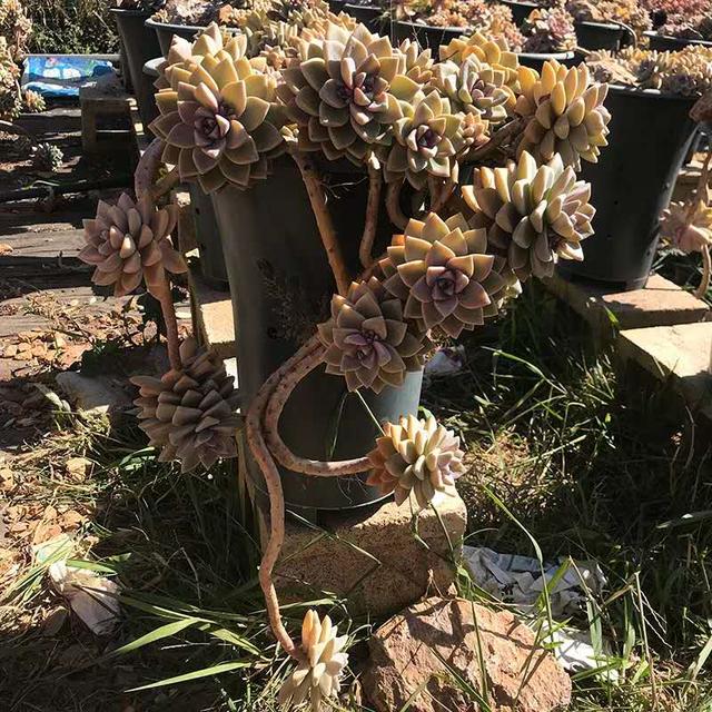 60种多肉悬崖桩大赏,据说只要是多肉控就抵挡不住悬崖桩的诱惑