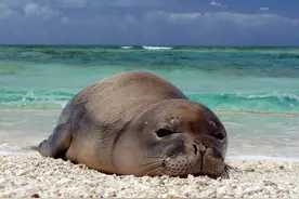 小海豹被人救下，和人类成了朋友。然而，最后却还是死在了人手里图片