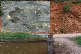 自家鱼池割草喂鱼年，过年时放水抓鱼却空无一鱼，到底什么原因？图片
