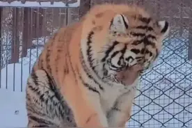 白天游客打架，夜晚动物效仿，可想而知熊孩子是怎么来的？图片