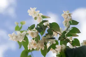 杨华｜农村妇女地位太高会影响家庭稳定吗？图片