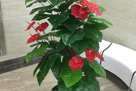 红掌这样养，花开巴掌大，油亮像打蜡，一片叶子一朵花图片