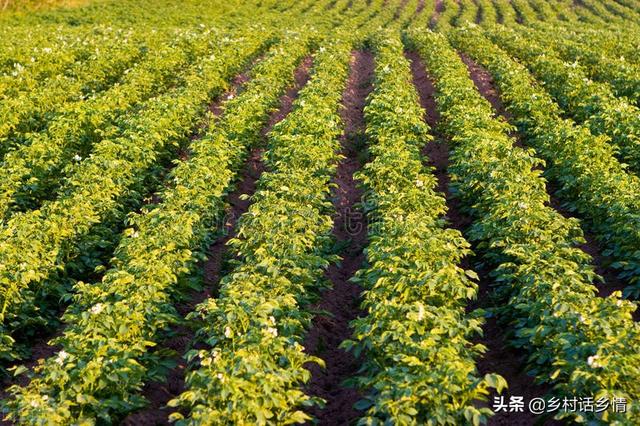 五月份正是土豆生长关键期，做好两个措施，薯块个头大结得还多