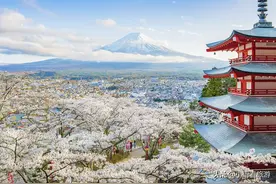 三月 日本樱花季图片