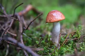 腾冲野生菌你能认出多少种？图片