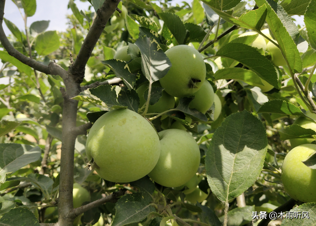 苹果膨大期，用什么肥料好？你是否了解？
