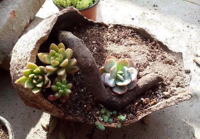 破坛子填点土,多肉栽上就能活,一个比一个长得肥