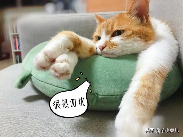 养生壶怎么做花胶 2026年养生壶怎么做花胶视频