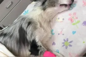 主人带边牧去游泳，回家后却已脑死亡，兽医：水里有“毒素”图片