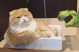 从你养的猫，就能知道你的性格，你觉得准吗？图片