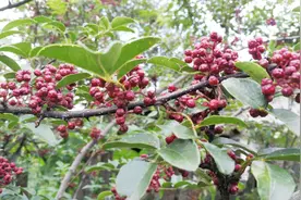 农村的花椒树木材，都有哪些作用？看完长知识了视频封面