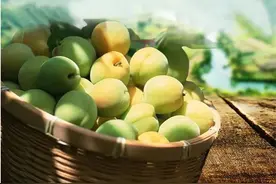 “青梅竹马”中的青梅，你知道是哪一种植物果实吗？图片