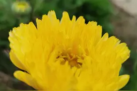 围场方言大全四十九（L5）图片