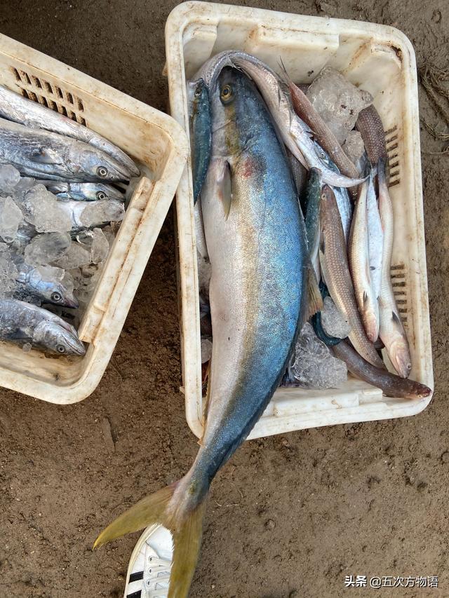 花马胶鱼 花胶鱼和马胶鱼的区别