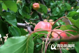 3000亩红杏熟了 城阳夏庄少山进入“采摘季”图片