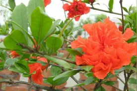 牡丹石榴花雍容华贵，比普通石榴更漂亮，那牡丹石榴和区别在哪？图片