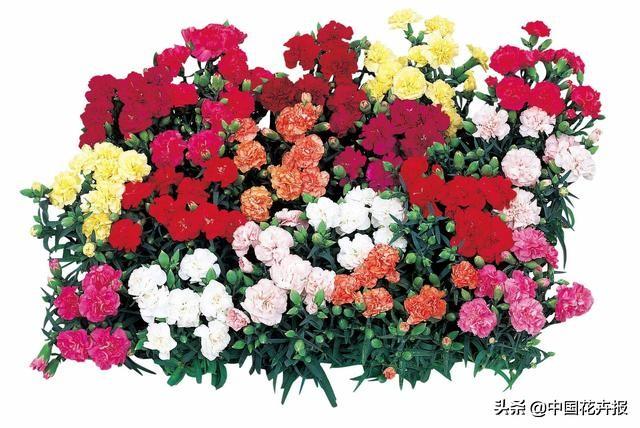 除了康乃馨，母亲节送给妈妈的花还有很多，这篇文章告诉你！