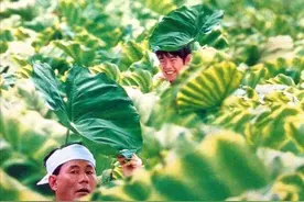 最温柔的《菊次郎的夏天》：成年的我们，依然拥有被治愈的权利图片