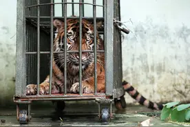 连续8天！中国首例抢救重伤野生东北虎案，因老虎伤重而失败图片